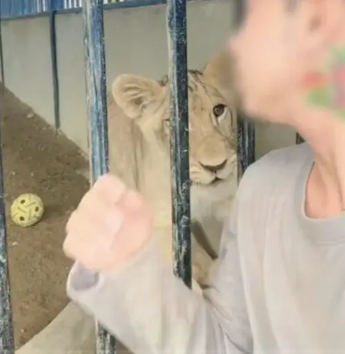 ▲飼養獅子當寵物的網紅，經常在頻道分享與獅子互動的畫面。（圖／翻攝自Khaosod）