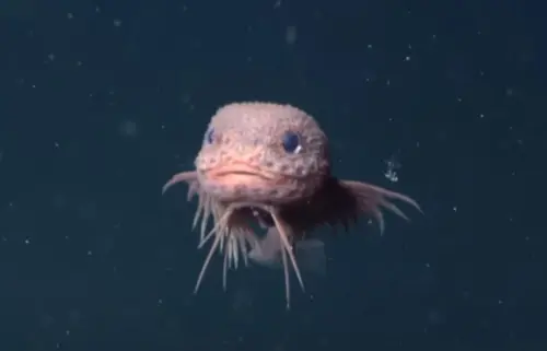 海中游出「粉色藍眼魚」超呆萌！真面目挖出　科學家震撼：新物種
