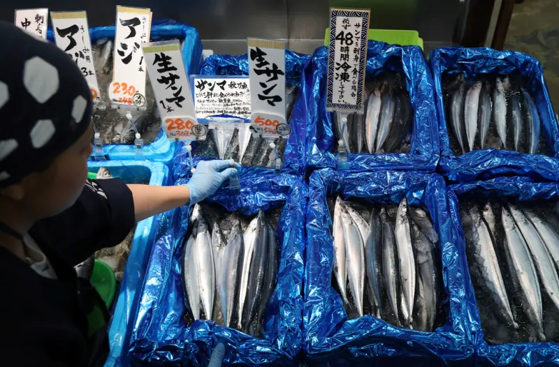 ▲日本今年迎來秋刀魚豐收季，個頭比往年大、價格也更便宜，東京也有餐廳推出秋刀魚套餐，大獲好評。圖為東京都練馬區的一家魚店裡擺放著產自北海道的秋刀魚。（圖／美聯社／達志影像）