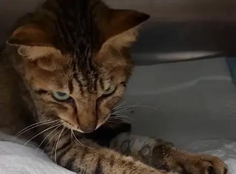 ▲「虎妹」是獨居老人家中唯一倖存的小貓。（圖／新竹市浪愛傳遞貓狗tnvr協會）