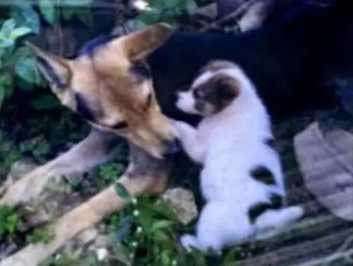 ▲新竹一名獨居老人平時相當愛動物，2023年就開始照顧流浪狗媽媽與孩子，後續又陸續收養好幾隻貓，但在人生最後一段路程，卻因為沒有建立「緊急聯絡人」制度，導致毛孩們被餓死。（圖／新竹市浪愛傳遞貓狗tnvr協會）