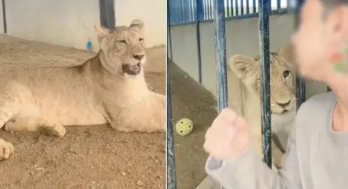 網紅家中養獅子！當地官員檢查合法　泰國獅宅引熱議
