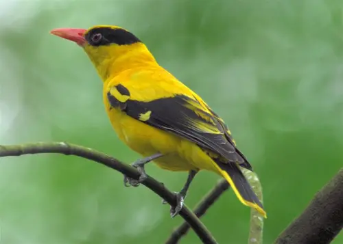 ▲黃鸝是瀕臨絕種的保育類動物。（圖／維基百科 Natureatyourbackyard, Flickr User - Flickr, CC BY 2.0, https://commons.wikimedia.org/w/index.php?curid=1801445）