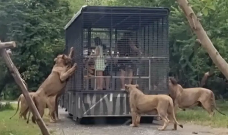 ▲泰國動物園園區最知名的「與獅群互動車」宣佈暫停。（圖／翻攝自影片）