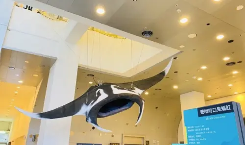 體長5.45公尺的大型鬼蝠魟標本15日起以俯衝姿態「游向」海洋科技博物館科學廳廊道的挑高玻璃帷幕，動感十足，海科館也歡迎民眾前往近距離欣賞鬼幅魟優美姿態。（圖/基隆海科館提供）