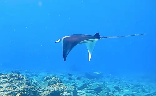 獨／蘭嶼遇到「超稀有鬼蝠魟」！遊客爆人品狂尖叫　珍貴畫面直擊
