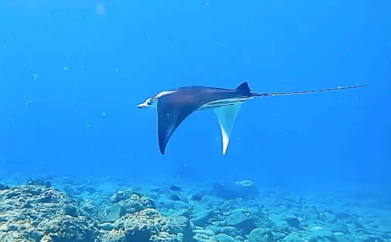 ▲蘭嶼出現超稀有鬼蝠魟！近日有不少遊客到蘭嶼遊玩，結果紛紛在開元漁港附近水域看到傳說中的「鬼蝠魟（Manta）」，引爆社群討論。（圖/讀者授權提供）