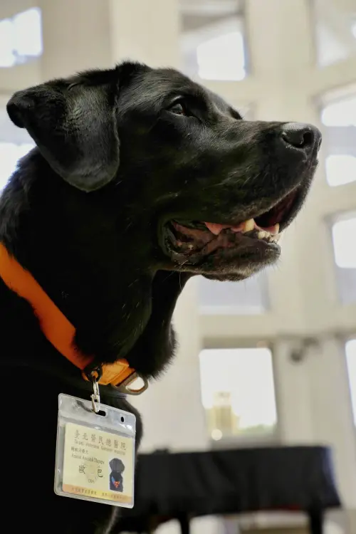 ▲北榮替醫療輔助犬Oba舉行退休儀式。（圖／取自北榮臉書）