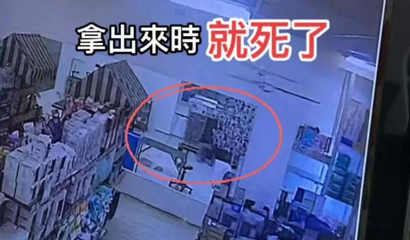 貓咪進烘乾機被烤死！台中寵物店提「賠7萬5或1隻」　6萬人全怒了