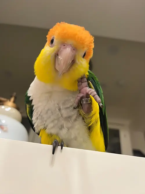 ▲金頭凱克搔臉頰。（圖／新北市動保處）