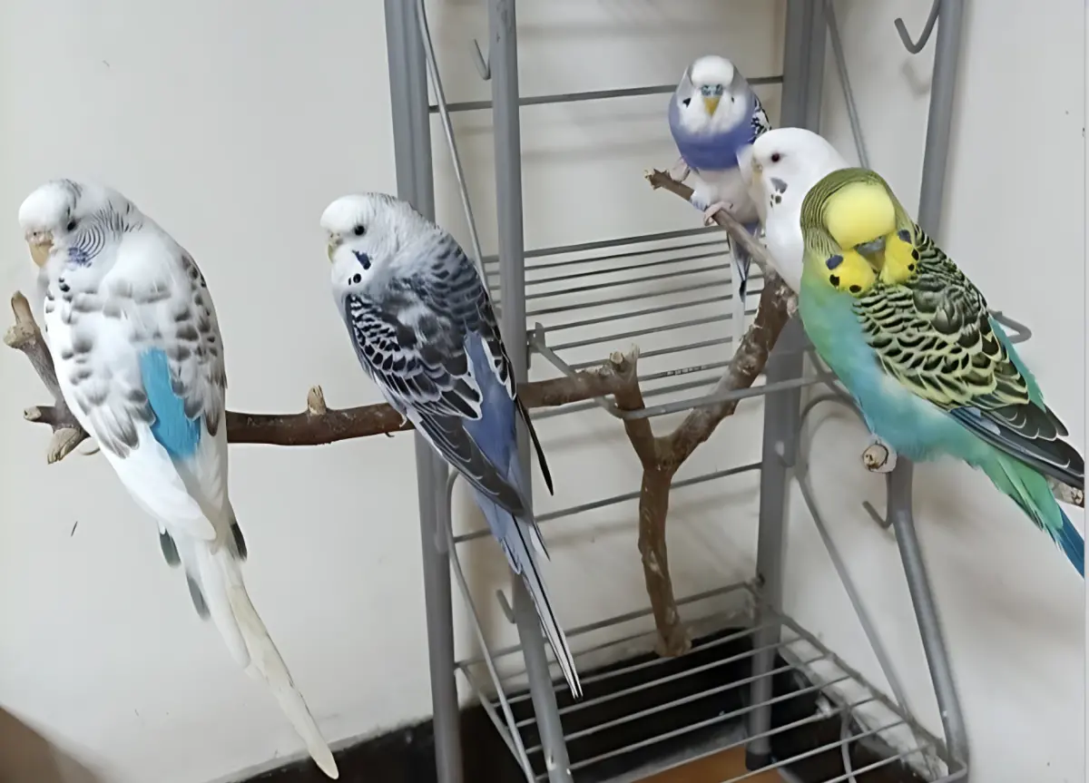 ▲五隻虎皮鸚鵡。（圖／新北市動保處）