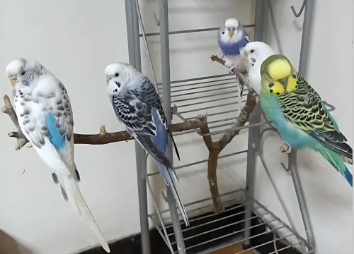 4種特殊寵物也納入！新北動保處首創「非犬貓寵物登記站」
