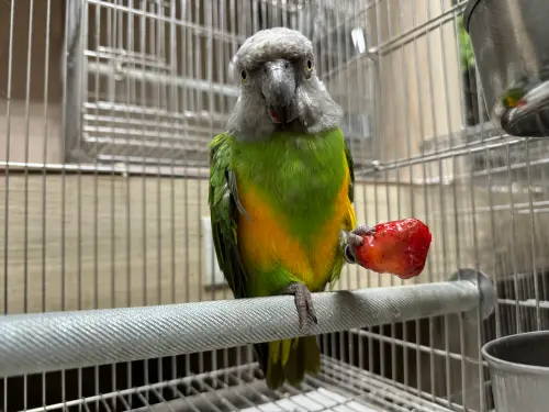 ▲塞內加爾鸚鵡吃草莓。（圖／新北市動保處）