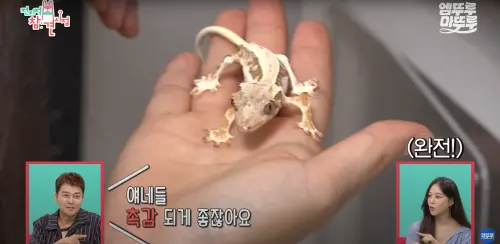 ▲韓智恩疑虐待動物！寵物蜥蜴瘦成皮包骨　遭轟：到底多不給牠餵飯。（圖／YouTube@MBC_officialchannel）