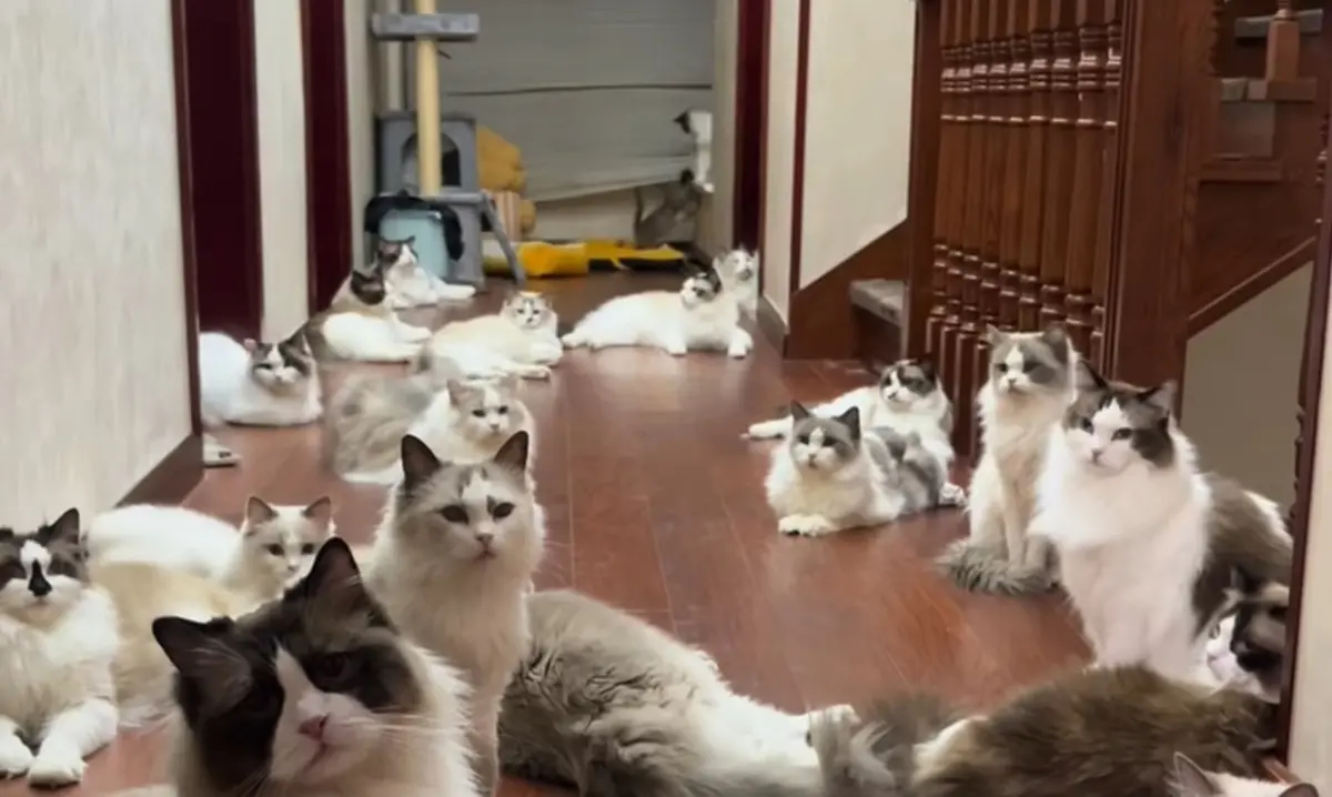 ▲有飼主因為太喜愛布偶貓，在家中養了137隻貓咪，且飼養方式讓眾人驚呼「根本火力展示」。（圖／無限咪大陸抖音）