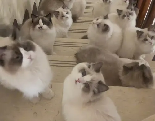 ▲布偶貓（圖／無限咪大陸抖音）