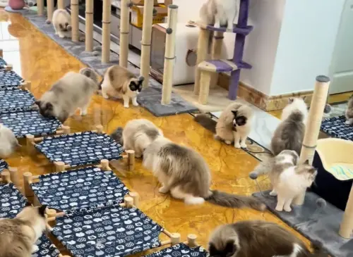 ▲布偶貓（圖／無限咪大陸抖音）