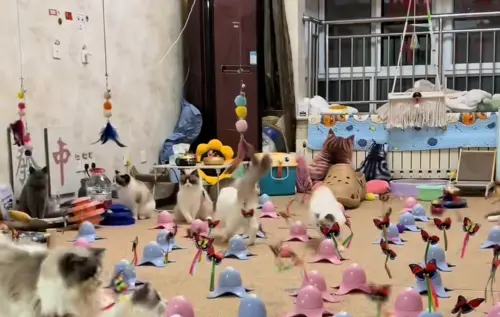 ▲布偶貓（圖／無限咪大陸抖音）