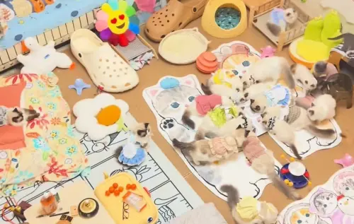 ▲布偶貓（圖／無限咪大陸抖音）