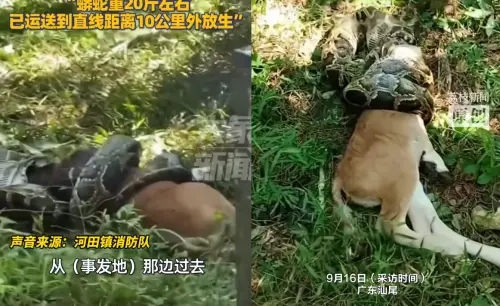 貪食蛇真實上演！廣東10公斤巨蟒「生吞牛犢」
