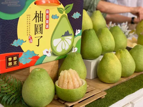 ▲台南的麻豆文旦特色為果皮薄、果肉細緻、甜度高又帶微酸的絕佳風味，長期以來深受消費者喜愛。（圖／南市府提供）