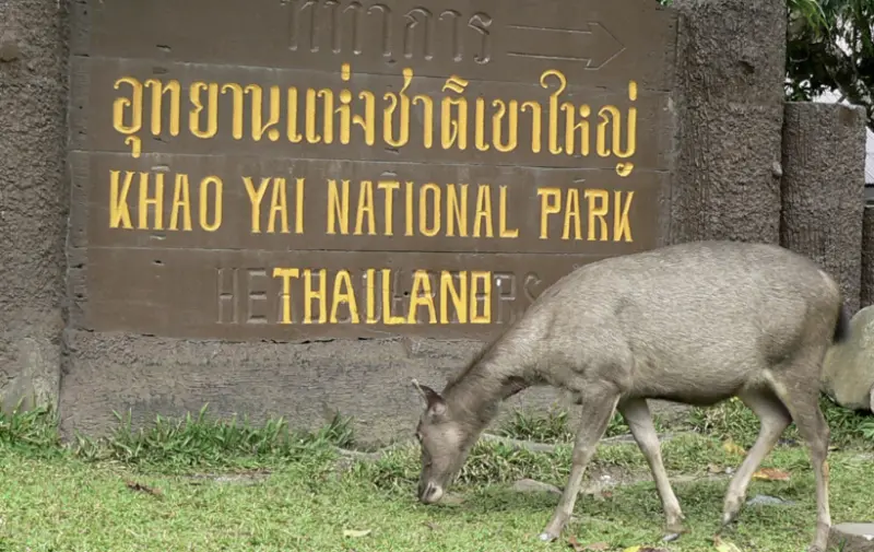 ▲泰國考艾國家公園擁有豐富的生態，吸引遊客前來。（圖／翻攝自維基百科）