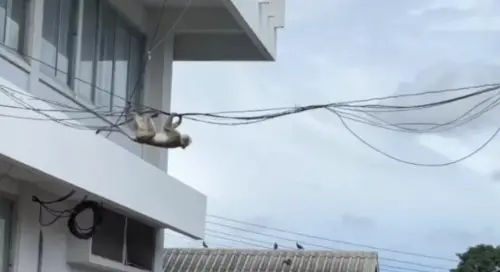 泰國華富里驚魂！上百隻猴子集體「越獄」　闖民宅翻車還衝進警局
