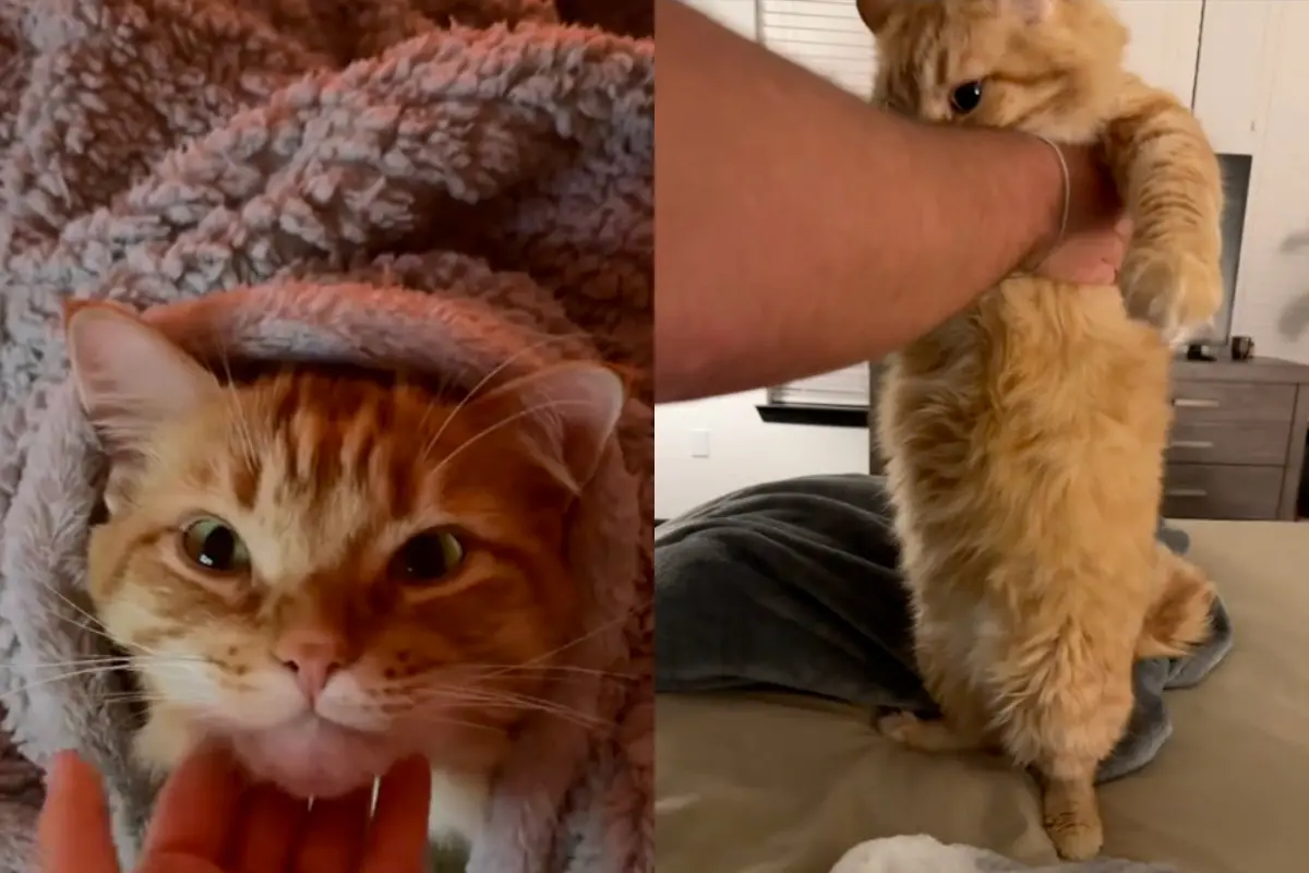 ▲美國休士頓一隻橘貓竟然把自動餵食器弄壞，一口氣嗑光將近兩週份的飼料，結果肚子脹得像個大球一樣。（圖／翻攝自TikTok@alixandracass）