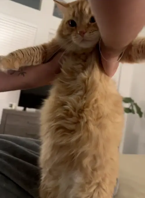 ▲（圖／翻攝自TikTok@alixandracass）