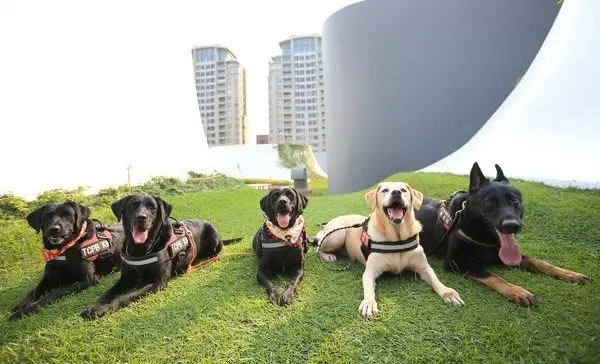 ▲台中市警犬隊於7年前成立，傳出將逐年汰除。（圖／警方提供，2025.09.18）