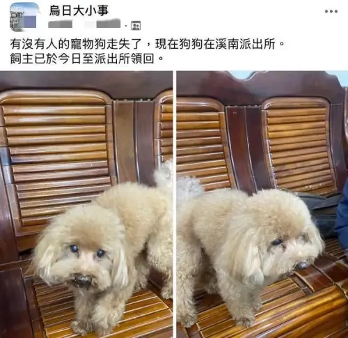 ▲台中一隻貴賓犬走失，竟自行走進派出所求救。（圖／翻攝烏日大小事2.0臉書）