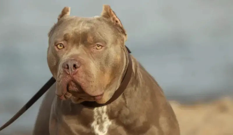 ▲一隻比特犬咬死年僅兩歲的女嬰，震驚泰國社會。（示意圖／取自Pexels）