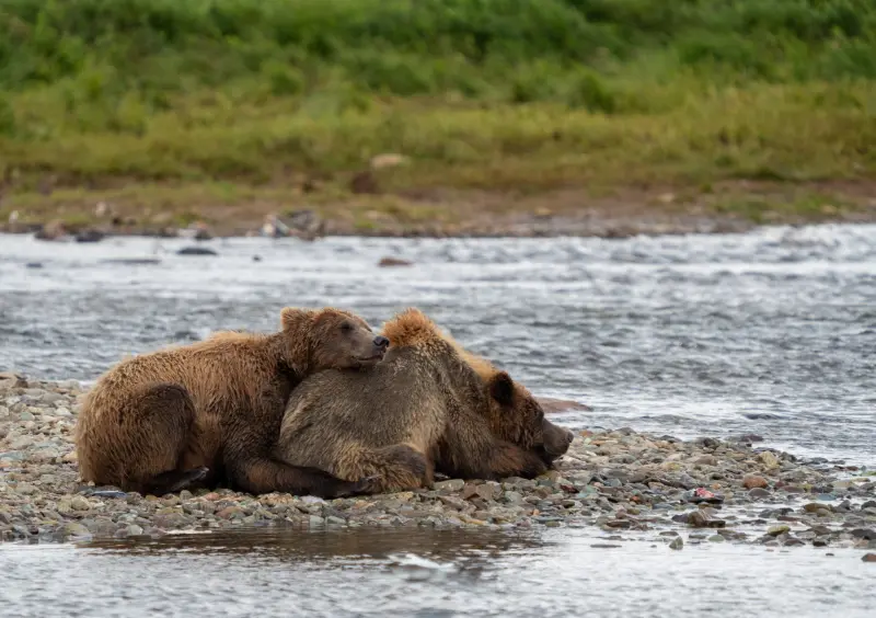 ▲美國阿拉斯加年度「胖熊週」即將舉行。（圖／Katmai National ParkＸ）