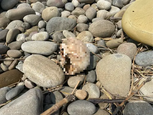 釣客嚇壞！大安溪出海口驚現「半顆頭顱」　警採證急送DNA比對
