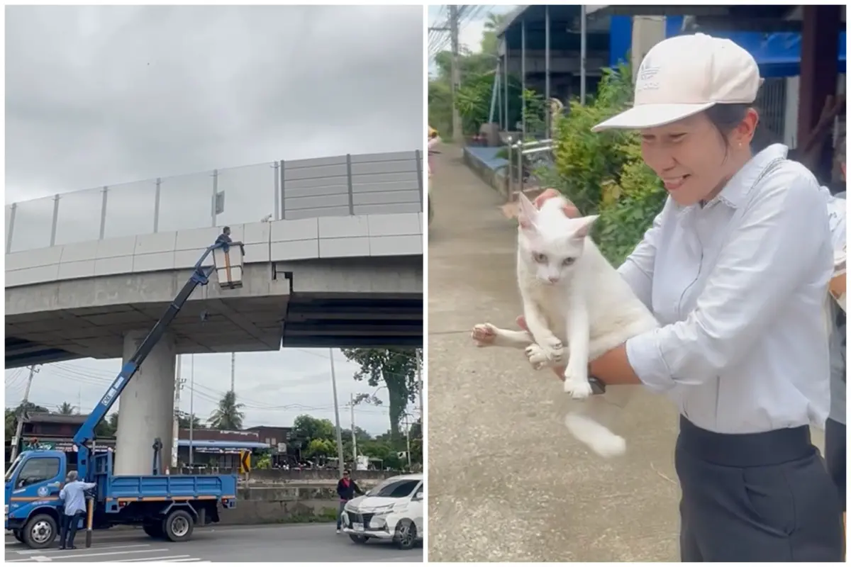 ▲泰國一隻貓咪不知何故竟被困在車水馬龍的高架橋圍欄外側，幸好警方封路出動雲梯車，成功將貓咪救下。（圖／翻攝自美聯社影片）