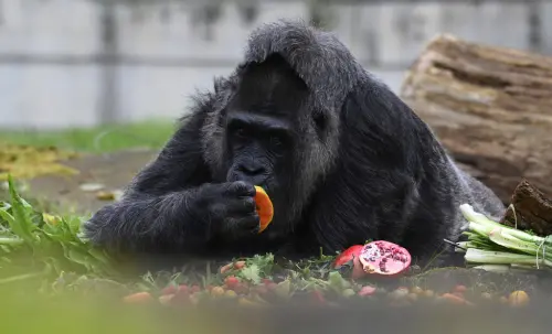 愛喝酒不是你的錯！黑猩猩嗜吃1物如每天1杯啤酒　基因藏關鍵
