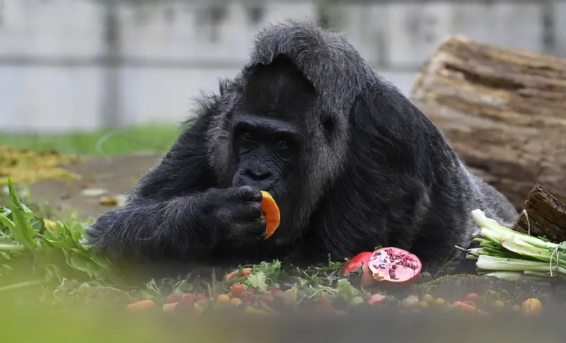 ▲美國研究指出，黑猩猩透過食用發酵水果攝取的酒精含量，相當於每天喝一杯啤酒，因此人類喜歡喝酒很可能是源自於祖先對於高能量發酵水果的需求。示意圖。（圖／美聯社／達志影像）