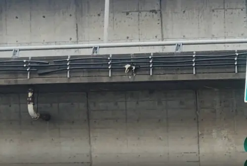 即刻救援！貓詭異高掛高架橋　北市動保處：成功獲救擇期開放認養
