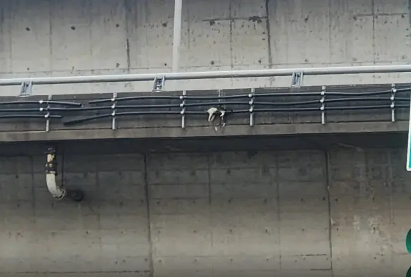 ▲貓受困於新生高架橋。（圖／北市動保處提供）
