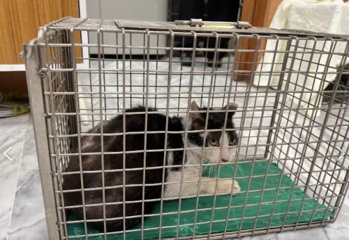 ▲貓受困於新生高架橋，動保處成功救援。（圖／北市動保處提供）