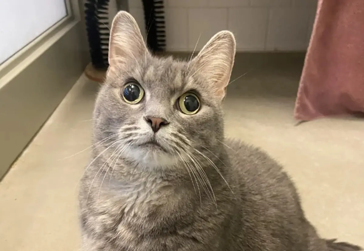 ▲美國有隻貓咪因為「眼睛脫窗」樣貌在網路上爆紅，其飼主第一眼就看中牠，甚至透露將牠帶去看獸醫後，發現貓咪其實沒有得病。（圖／翻攝Reddit）