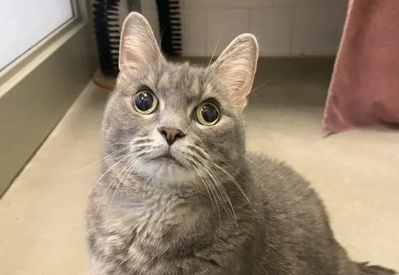 ▲美國有隻貓咪因為「眼睛脫窗」樣貌在網路上爆紅，其飼主第一眼就看中牠，甚至透露將牠帶去看獸醫後，發現貓咪其實沒有得病。（圖／翻攝Reddit）