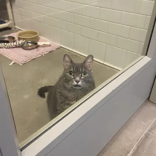 ▲米莉安眼珠異常地大，眼睛一邊向右一邊向左分開，脫窗的樣貌相當奇異，卻因此吸引了加文的注意。（圖／翻攝Reddit）