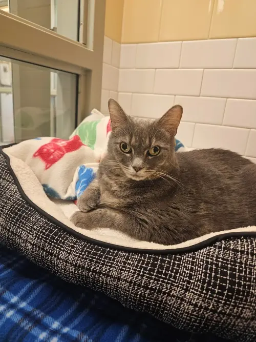 ▲加文分享米莉安的故事，希望鼓勵民眾不要害怕收養情況特殊的流浪貓咪。（圖／翻攝Reddit）