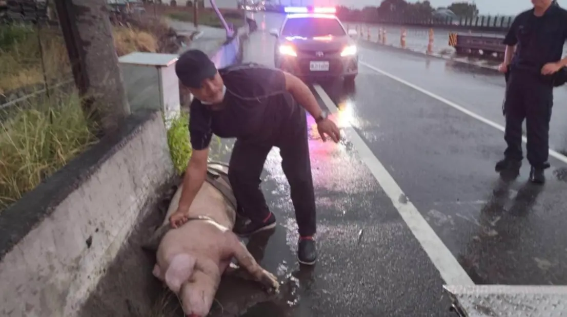 ▲苗栗縣後龍鎮台61線快速道路北上99公里處，發生一起大型豬隻掉落意外。（圖／苗栗縣動物防疫所）