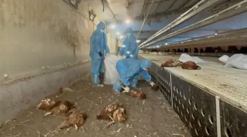 彰化再爆新型病毒禽流感疫情　芳苑上萬隻蛋雞昨遭撲殺
