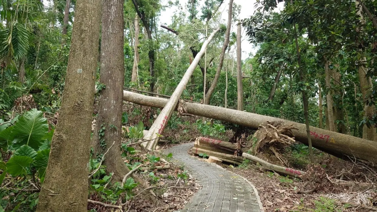 ▲受到颱風影響，嘉義樹木園受損嚴重，經過動員超過500人整理搶修，林業試驗所宣布，今（22）日起重新開園。（圖／林業試驗所提供）