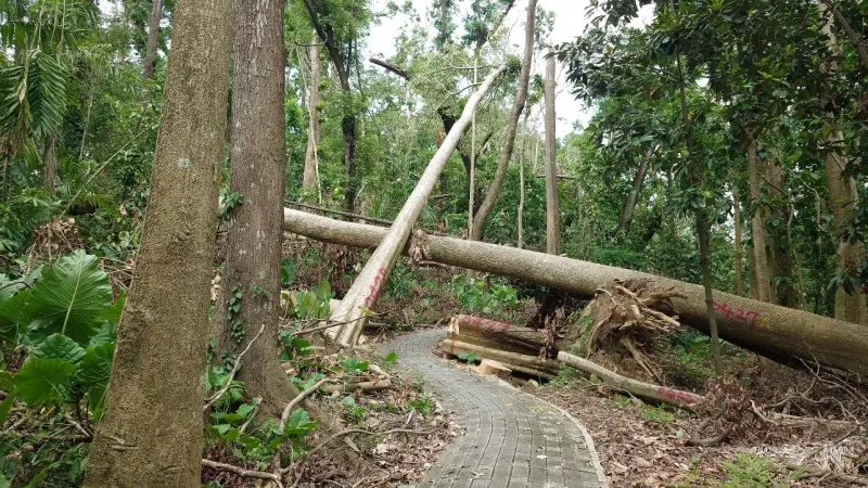 ▲受到颱風影響，嘉義樹木園受損嚴重，經過動員超過500人整理搶修，林業試驗所宣布，今（22）日起重新開園。（圖／林業試驗所提供）
