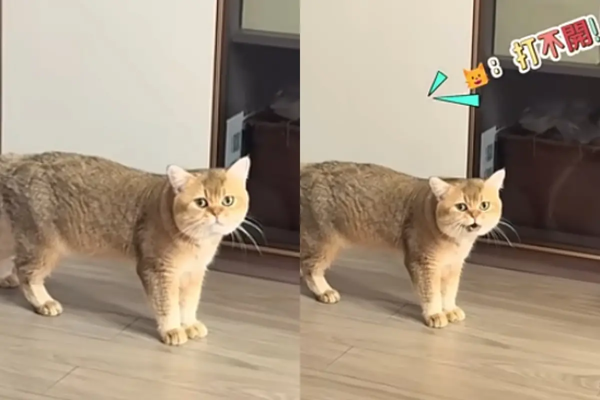 ▲一隻金漸層英國短毛貓，因為飼主一時疏忽忘了準備飼料，竟在飢餓之下衝進房間找人討食，還用標準中文大喊：「我要魚～打不開！」（圖／翻攝自YT@Catherine Ren）