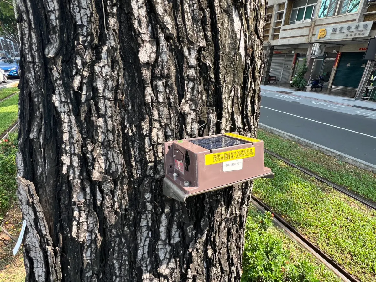 ▲捷運局為加強監測大順路雨豆樹與美術館小葉欖仁樹木狀況，已於9月18日完成200棵樹木傾斜儀裝置，將透過AI監測，進行即時監測與預警。（圖／高市府捷運局提供）